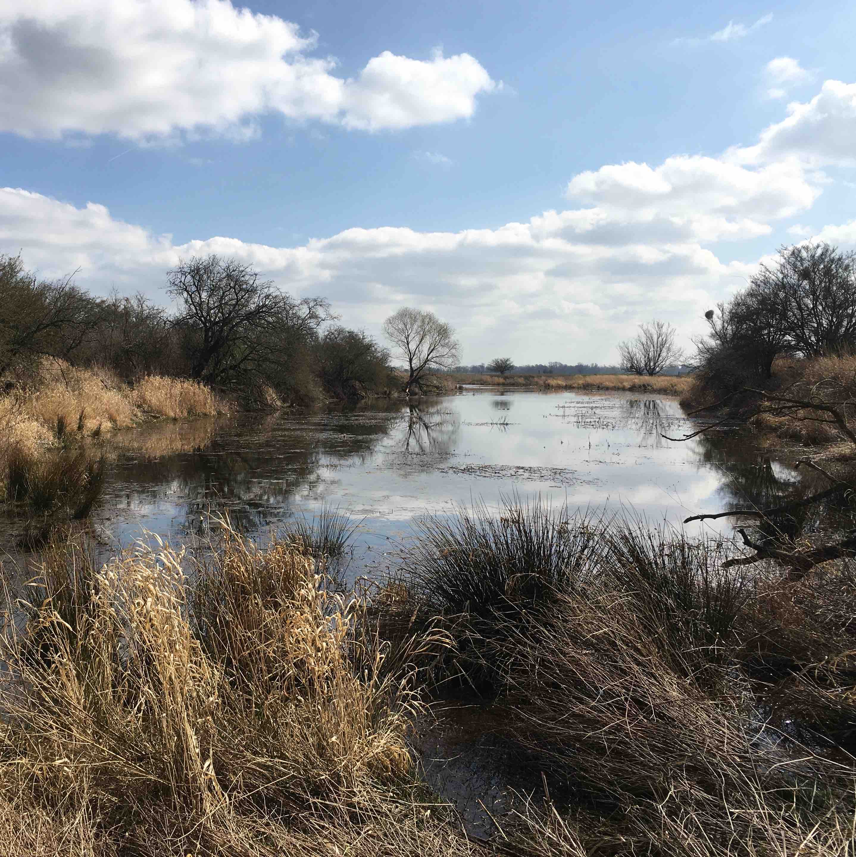 Floodplain lake near Magdeburg